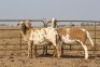 3 X MEATMASTERS OOI/EWE DIDYMUS MEATMASTERS