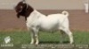 WITHDRAWN - 1 X BOER GOAT BUCK Lajanco Boerbokstoet
