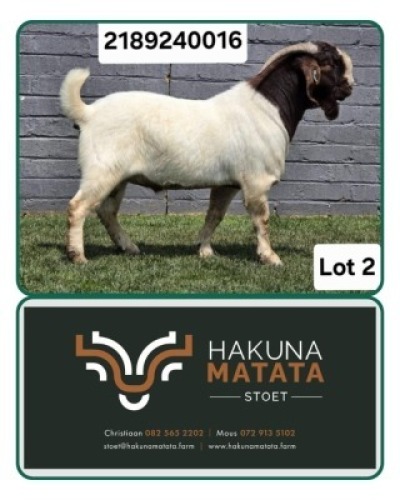 WITHDRAWN - 1 X BOER GOAT BUCK Hakuna Matata Stoet