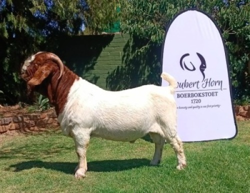 1 X BOER GOAT STUD BUCK Joubert Horn Boergoat Stud
