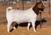 1 X BOER GOAT FLOCK BUCK Witsand Boerbokstoet