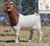 WITHDRAWN - 1 X BOER GOAT BUCK Kaulani Ranch