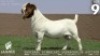1 X BOER GOAT FLOCK ON TEAT BUCK Lajanco Boerbokstoet