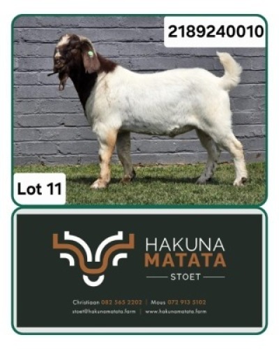 1 X BOER GOAT FLOCK BUCK Hakuna Matata Stoet