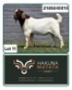 1 X BOER GOAT FLOCK BUCK Hakuna Matata Stoet