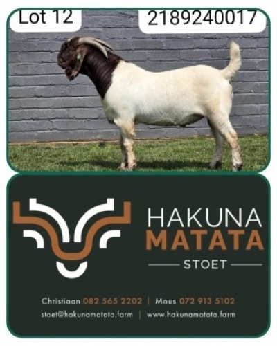 1 X BOER GOAT FLOCK BUCK Hakuna Matata Stoet