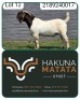 1 X BOER GOAT FLOCK BUCK Hakuna Matata Stoet