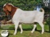 1 X BOER GOAT FLOCK BUCK COLLEN BOERDERY - 3