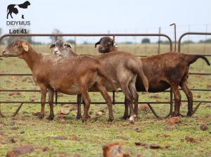 LOT 41 3X MEATMASTER OOI/EWE CHRISTOF GROBLER : 0837812076