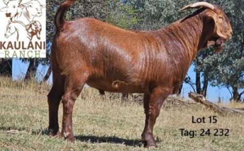1 X KALAHARI RED FLOCK BUCK Kaulani Ranch