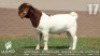 1 X BOER GOAT FLOCK BUCK Lajanco Boerbokstoet