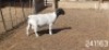 1 X DORPER STUD RAM Victor Kruger