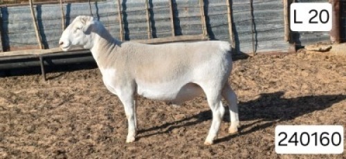 1 X WIT DORPER T5 RAM Victor Kruger