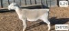 1 X WIT DORPER T5 RAM Victor Kruger