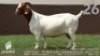 1 X BOER GOAT FLOCK ON TEAT DOE Lajanco Boerbokstoet