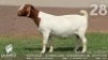 1 X BOER GOAT FLOCK DOE Lajanco Boerbokstoet