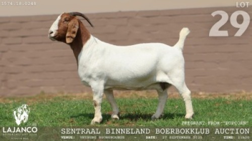1 X BOER GOAT FLOCK DOE Lajanco Boerbokstoet