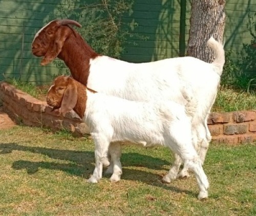 1+1 X BOER GOAT FLOCK DOE Joubert Horn Boergoat Stud