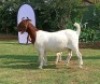 1+1 X BOER GOAT FLOCK DOE Joubert Horn Boergoat Stud - 2