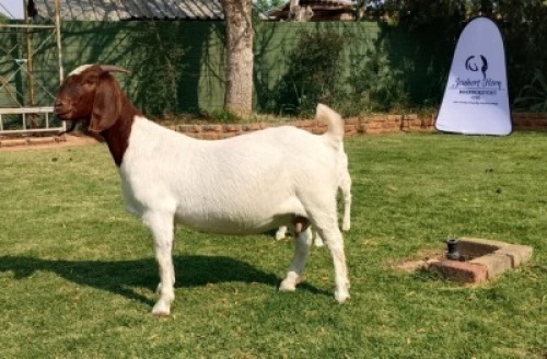 1+1 X BOER GOAT FLOCK DOE Joubert Horn Boergoat Stud