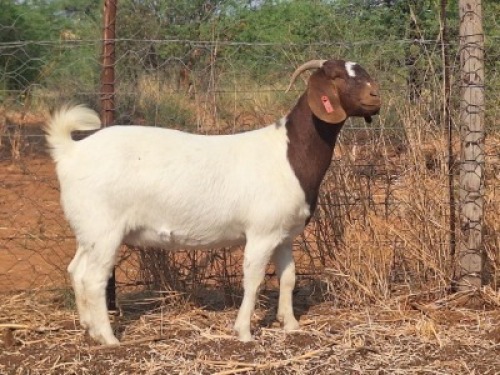 1 X BOER GOAT FLOCK DOE Blackheath Boer Goat Stud