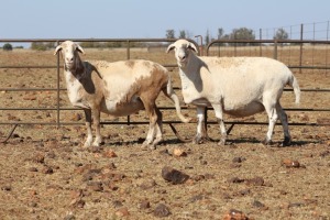 2 X MEATMASTERS OOI/EWE DIDYMUS MEATMASTERS