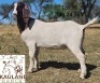 1 X BOER GOAT FLOCK DOE Kaulani Ranch
