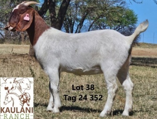 1 X BOER GOAT FLOCK DOE Kaulani Ranch