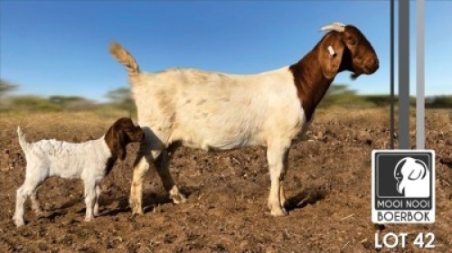 1+1 X BOER GOAT FLOCK DOE Mooi Nooi Boerbok
