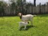 1+1 X BOER GOAT FLOCK DOE Mooi Nooi Boerbok - 2