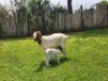 1+1 X BOER GOAT FLOCK DOE Mooi Nooi Boerbok - 3