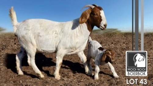1+1 X BOER GOAT FLOCK DOE Mooi Nooi Boerbok