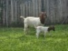 1+1 X BOER GOAT FLOCK DOE Mooi Nooi Boerbok - 2