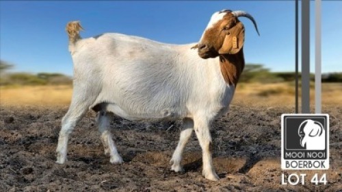 1 X BOER GOAT FLOCK DOE Mooi Nooi Boerbok