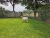 1 X BOER GOAT FLOCK DOE Mooi Nooi Boerbok - 2