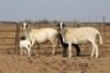 2 X MEATMASTERS OOI/EWE DIDYMUS MEATMASTERS