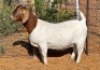 1 X BOER GOAT STUD DOE Witsand Boerbokstoet