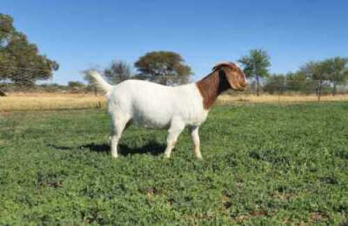 1 X BOER GOAT FLOCK DOE C3 Boerbokstoet