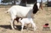 1+1 X BOER GOAT FLOCK DOE Mahura Goat