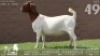 1 X BOER GOAT FLOCK DOE J5 Boerbokstoet