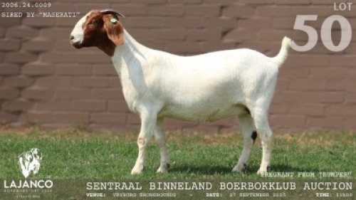WITHDRAWN - 1 X BOER GOAT DOE Lajanco Boerbokstoet