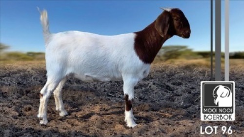 1 X BOER GOAT FLOCK DOE Mooi Nooi Boerbok