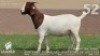 1 X BOER GOAT FLOCK DOE Lajanco Boerbokstoet