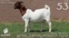 1 X BOER GOAT FLOCK DOE Lajanco Boerbokstoet