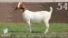 WITHDRAWN - 1 X BOER GOAT DOE Lajanco Boerbokstoet
