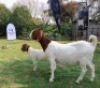 1+1 X BOER GOAT FLOCK DOE Joubert Horn Boergoat Stud