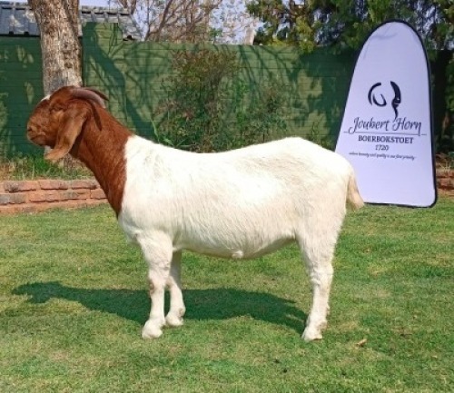 1 X BOER GOAT FLOCK DOE Joubert Horn Boergoat Stud