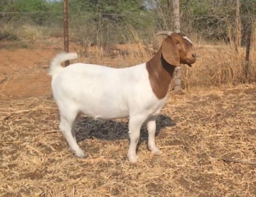 1 X BOER GOAT FLOCK ON COLOUR DOE Blackheath Boer Goat Stud
