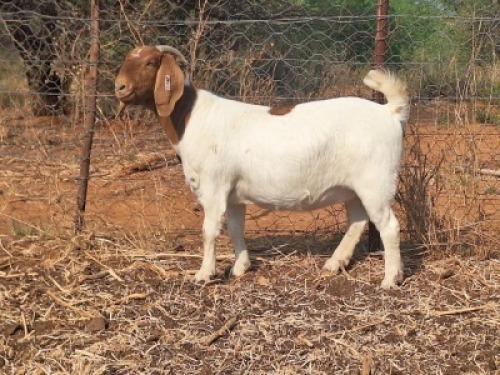 1 X BOER GOAT FLOCK DOE Blackheath Boer Goat Stud