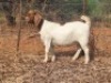 1 X BOER GOAT FLOCK DOE Blackheath Boer Goat Stud